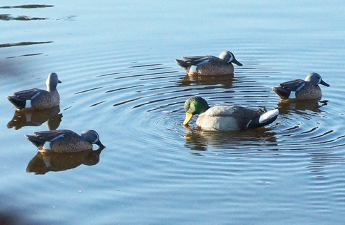 MOJO RIPPLER MALLARD DRAKE - DECOY - Image 3